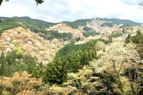 Private geführte Tagestour zum japanischen Berg Yoshino