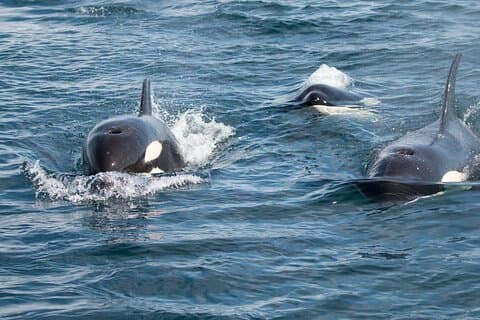 Private Ocean Safari in La Ventana: Marine Wildlife Experience