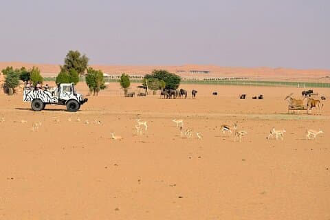 Una emocionante aventura en un vehículo safari abierto en Nova Park