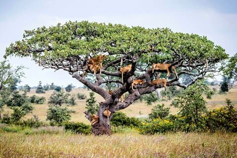 11 Dias Big 5 Safari do Quênia e Tanzânia