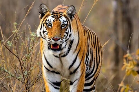 All-inclusive 2-daagse Ranthambore Tiger Safari Tour vanuit Jaipur