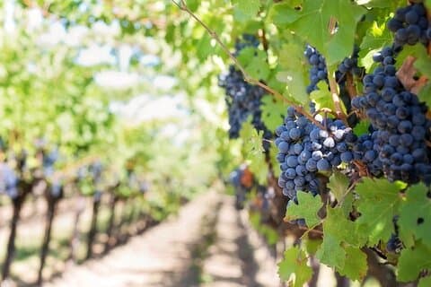 Explore the Richness of Marche Wine Flavors