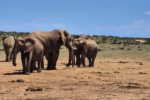 Port Elizabeth Addo Elephant Nationalpark und Stadtausflug