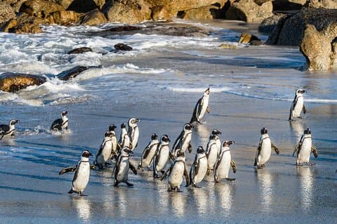 Cape Peninsula, Penguins, Cape Point und Hout Bay Ocean Tour