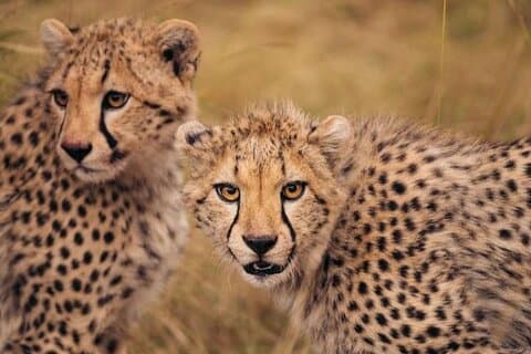 6 Days Kenyan Safari Tour