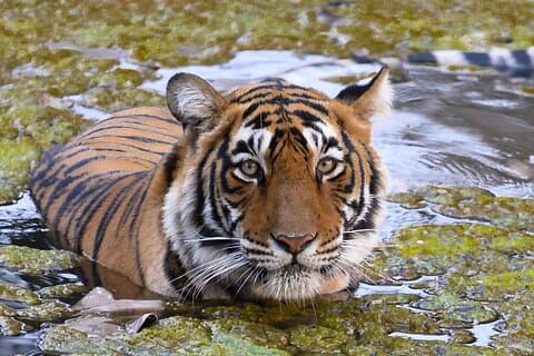 Jaipur nach Ranthambore Tiger Safari am selben Tag
