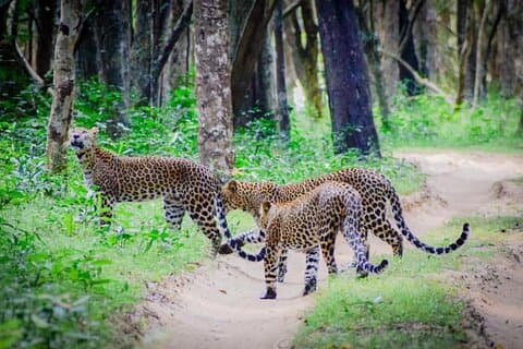 Il meglio dello Sri Lanka Tour privato di 14 giorni