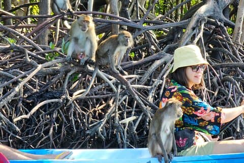 Half day Mangrove by Kayaking or Longtail boat from Koh Lanta