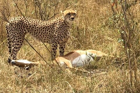 7 Days Mara Nakuru Naivasha Amboseli Safari