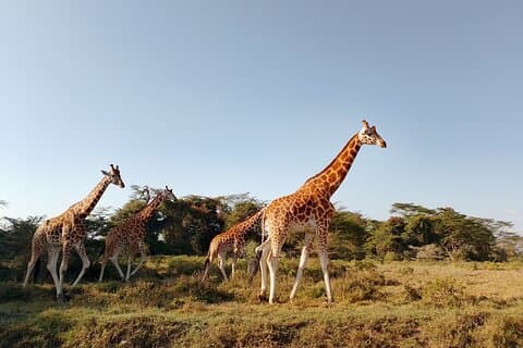 3 dagen Meru National Park ervaring