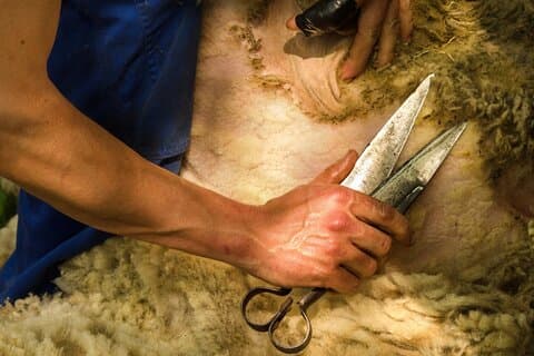Brug af Burgos Sheep Shearing