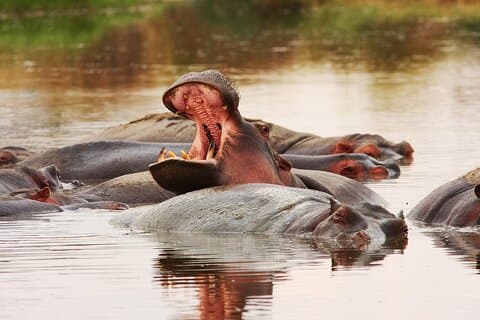 Traversata migratoria degli gnu del Serengeti di 7 giorni