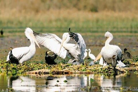 Skadar Lake National Park: Birdwatching & Photography Tour