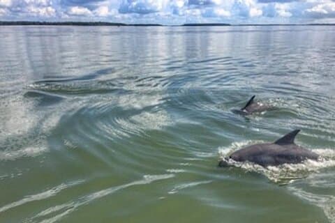 Private Hilton Head Dolphin Tour (Up to 6 Passengers)