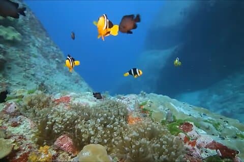 Montego Bay guidet snorkling og Magaritaville opplevelse Dagstur
