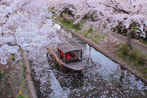 Excursão Fushimi Cherry Blossom and Sake Brewery