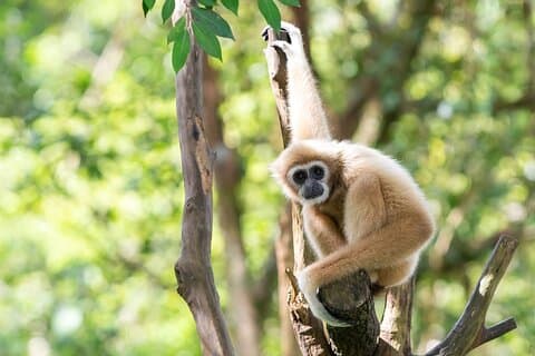 Gibbon Conservation and Cultural 2 - A Aventura dos Dias