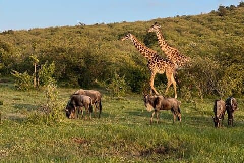 Maasai Mara Safari