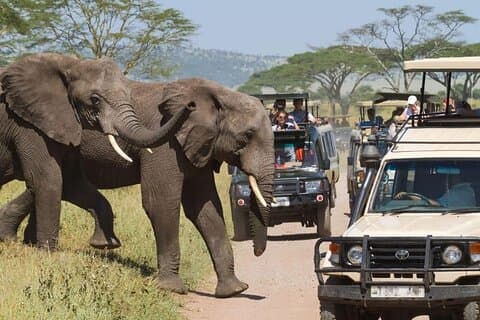 Seks dagers Kenya og Tanzania Masai Mara Serengeti Ngorongoro tur