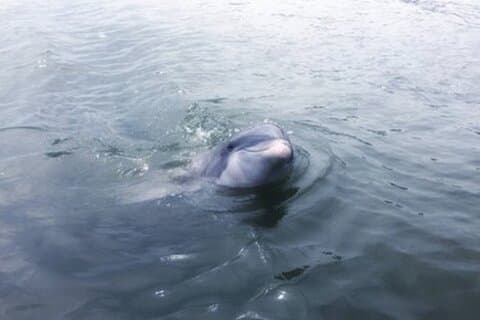 Private Disappearing Island Dolphin Tour (Up to 6 Passengers)