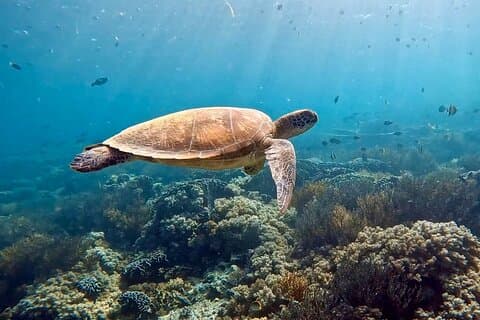Exmouth Snorkel and Eco Boat Half Day Tour
