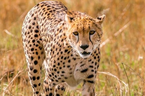 4-dagers cruisersafari til Masai Mara og Lake Nakuru