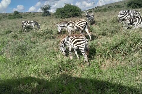 Nairobi National Park Half Day with Pickup