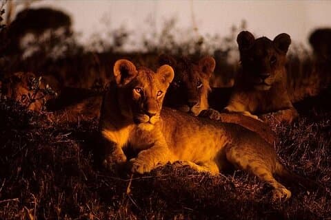 Paseo nocturno en coche por el Parque Nacional de Nairobi