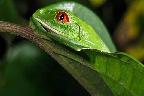 Jungle Night tour in Tortuguero : Wildlife and Adventure.