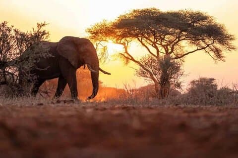 Excursión de un día a Chobe desde Liivingstone