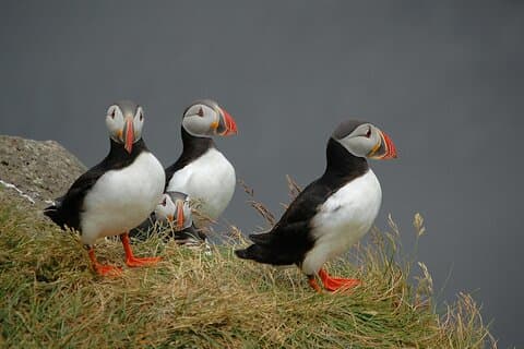 Puffin- und Wildboottour