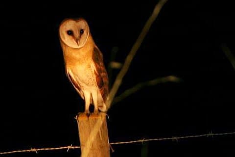 Birdwatching Barn Owls in Madeira