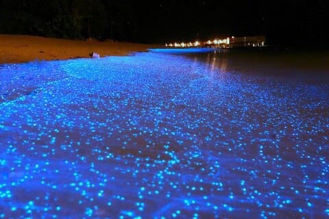 Mystical Nights: Fireflies & Blue Tears Adventure