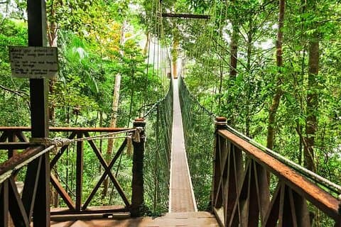 Jungle Odyssey: Unleash Your Adventure in Taman Negara!