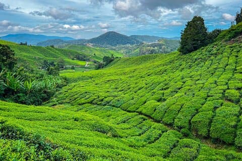 Elevate Your Senses: A Day of Wonders in Cameron Highlands!