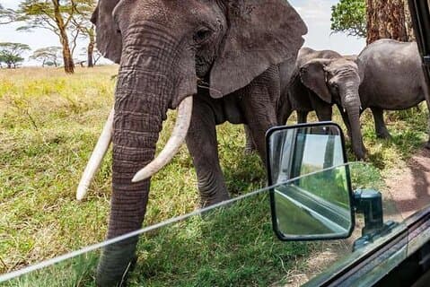 Viagem de 7 dias pelo Quênia em um safari épico de luxo