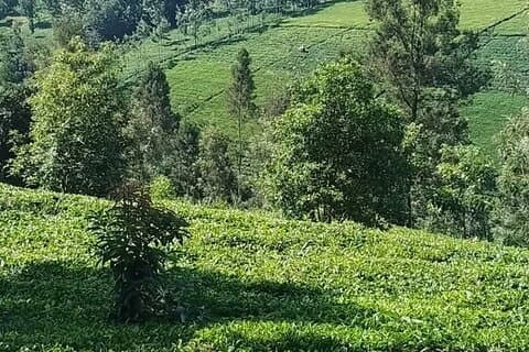 Limuru Tea Farm Visita de Nairobi