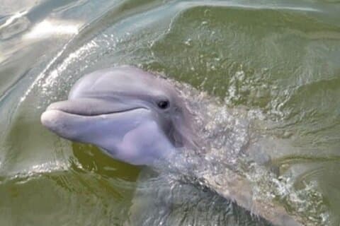 Visite privée de Dolphins & Daufuskie Island Stop (jusqu'à 6 passagers)