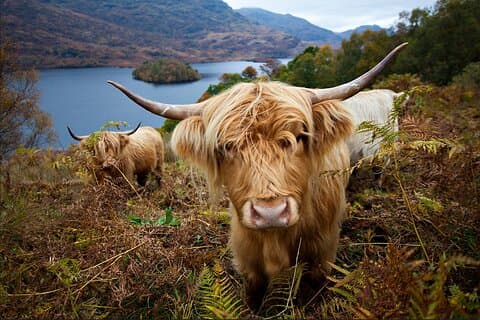 Tour privado del lago Ness, Glencoe y Highlands desde Edimburgo