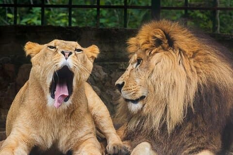 Lebanon Animal Petting & Feeding Zoo, From Beirut