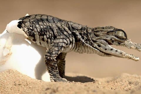Djerba: Visita ao Parque dos Crocodilos com transporte incluído