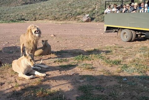 Cape Town Big Five Sunset Safari biljett med transport Inklusive