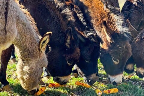 Kroatisch Erfgoed Oog van de Aarde en Landelijke Charme