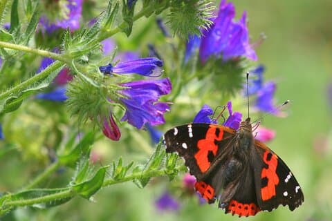 Observation de papillons à Madère