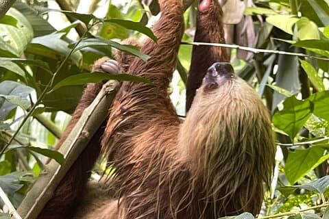 Manuel Antonio nattur i lille gruppe