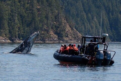 Visite de 4 heures des baleines et de la faune