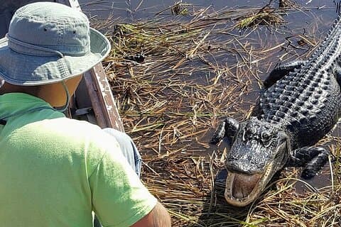 Excursion d'une demi-journée dans le parc national des Everglades et promenade en bateau aérien d'une heure