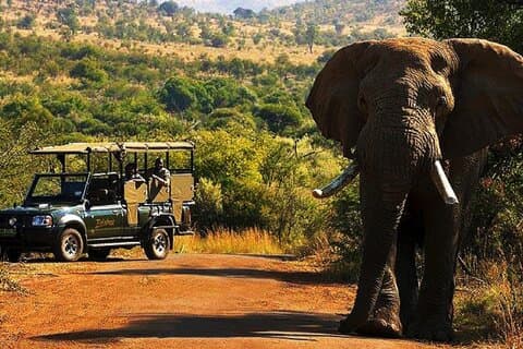 Johannesburgo Experiencia de 2 días con Safari Pilanesberg