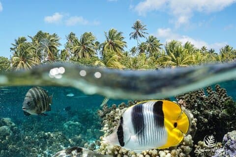 Small Group Snorkeling Tour in Tahiti