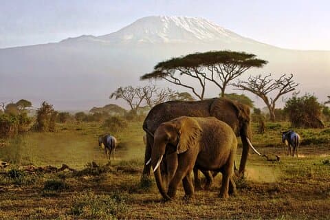 6 jours Masai Mara, lac Nakuru et Amboseli Budget Group Safari